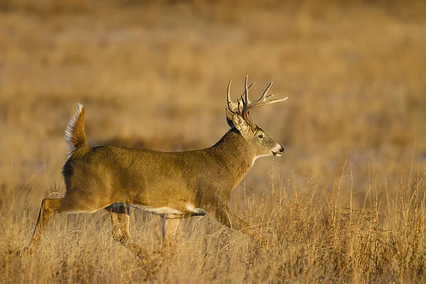 White-tailed Deer (Odocoileus virginianus) male running across grassy habitat