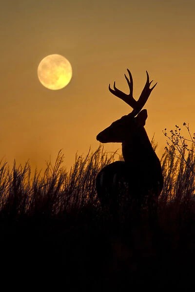 White-tailed Deer (Odocoileus virginianus) male in grassland at moonrise