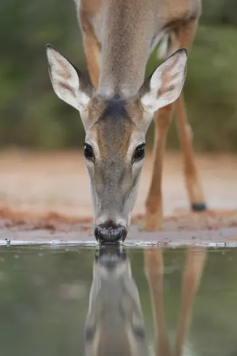 Framed Print : White-tailed Deer (Odocoileus virginianus), adult drinking, South Texas, USA Framed Print : White-tailed Deer (Odocoileus virginianus), adult drinking, South Texas, USA