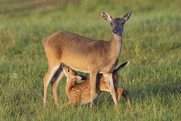White-tailed Deer (Odocoileus virginianus) female with young