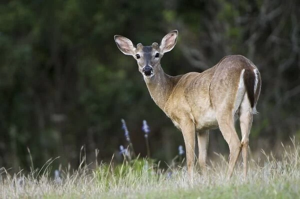 White-tailed Deer, Odocoileus virginianus, young buck, Uvalde County, Hill Country