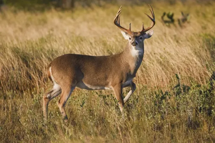 Framed Print : white-tailed deer (Odocoileus virginianus) alert male watching for danger, in grassland Framed Print : white-tailed deer (Odocoileus virginianus) alert male watching for danger, in grassland