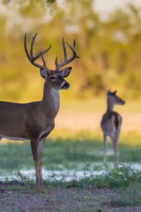 Framed Print : White-tailed Deer (Odocoileus virginianus) buck and doe at sunset Framed Print : White-tailed Deer (Odocoileus virginianus) buck and doe at sunset