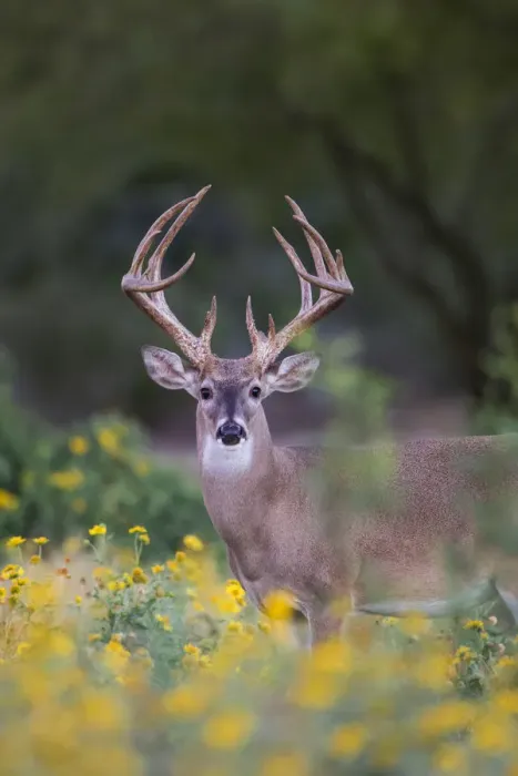 Framed Print : White-tailed Deer (Odocoileus virginianus) buck in early autumn wildflowers Framed Print : White-tailed Deer (Odocoileus virginianus) buck in early autumn wildflowers