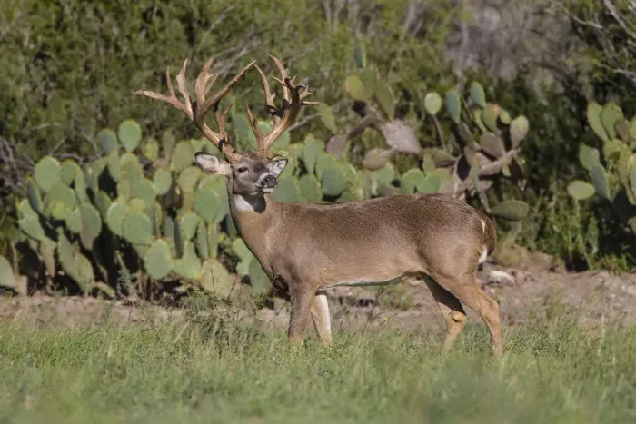 Framed Print : White-tailed Deer (Odocoileus virginianus) in cactus, grass and thornbrush habitat Framed Print : White-tailed Deer (Odocoileus virginianus) in cactus, grass and thornbrush habitat