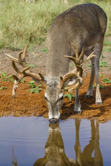 Framed Print : White-tailed Deer (Odocoileus virginianus) drinking Framed Print : White-tailed Deer (Odocoileus virginianus) drinking
