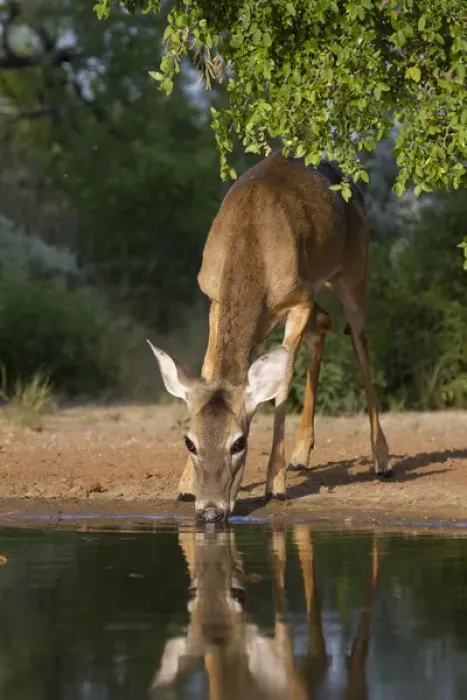 Framed Print : White-tailed Deer (Odocoileus virginianus) female drinking at ranch pond in south Texas Framed Print : White-tailed Deer (Odocoileus virginianus) female drinking at ranch pond in south Texas
