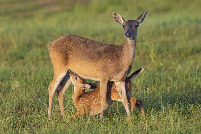Framed Print : White-tailed Deer (Odocoileus virginianus) female with young Framed Print : White-tailed Deer (Odocoileus virginianus) female with young