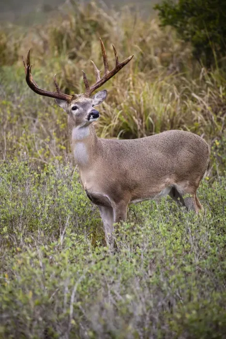 Framed Print : White-tailed deer (Odocoileus virginianus) male