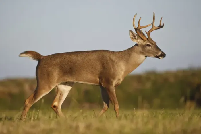 Framed Print : white-tailed deer (Odocoileus virginianus) male with hard antlers, in grassland, Texas