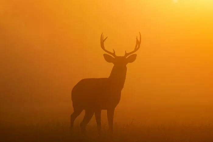 Framed Print : White-tailed Deer (Odocoileus virginianus) male in morning fog Framed Print : White-tailed Deer (Odocoileus virginianus) male in morning fog