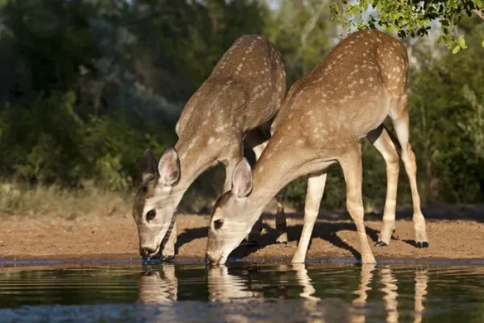 Framed Print : White-tailed Deer (Odocoileus virginianus) young drinking at ranch pond in south Texas Framed Print : White-tailed Deer (Odocoileus virginianus) young drinking at ranch pond in south Texas