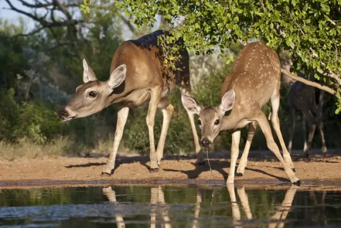 Framed Print : White-tailed Deer (Odocoileus virginianus)adult female and young drinking at ranch Framed Print : White-tailed Deer (Odocoileus virginianus)adult female and young drinking at ranch