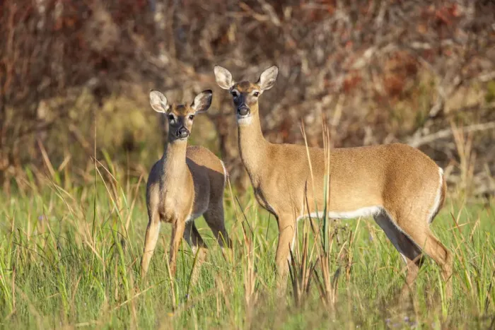 Framed Print : White-tailed deer in prairie, Florida Framed Print : White-tailed deer in prairie, Florida