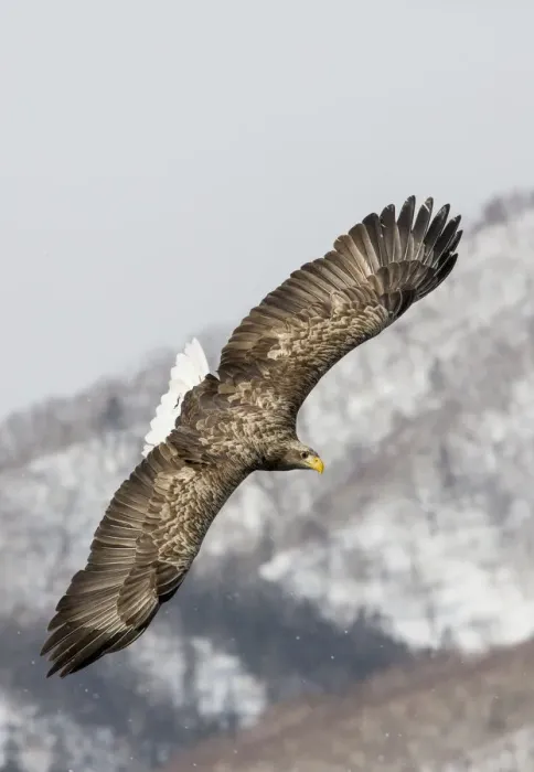 Framed Print : White-tailed Eagle fishing along the waters of Shiretoko Peninsula, Hokkaido, Japan Framed Print : White-tailed Eagle fishing along the waters of Shiretoko Peninsula, Hokkaido, Japan