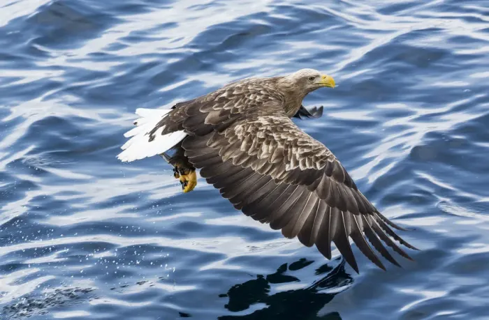 Framed Print : White-tailed Eagle fishing along the waters of Shiretoko Peninsula, Hokkaido, Japan Framed Print : White-tailed Eagle fishing along the waters of Shiretoko Peninsula, Hokkaido, Japan