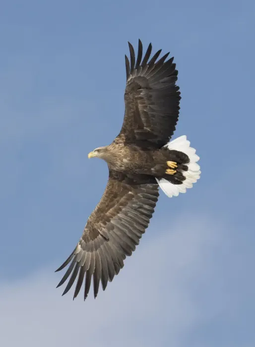 Framed Print : White-tailed eagle flying Tsurui-Mura Crane Reserve, Hokkaido, Japan Framed Print : White-tailed eagle flying Tsurui-Mura Crane Reserve, Hokkaido, Japan