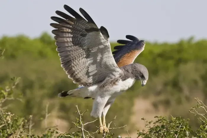 Framed Print : white-tailed Hawk, Buteo albicaudatus, adult landing at nest, Texas, USA, grasslands Framed Print : white-tailed Hawk, Buteo albicaudatus, adult landing at nest, Texas, USA, grasslands