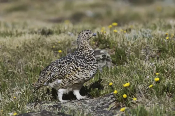 Framed Print : White-tailed Ptarmigan, Lagopus leucurus, adult female in summer plumage on alpine tundra Framed Print : White-tailed Ptarmigan, Lagopus leucurus, adult female in summer plumage on alpine tundra