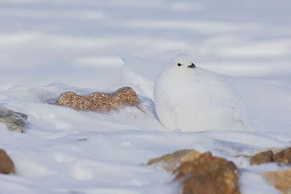 White-tailed ptarmigan, winter plumage