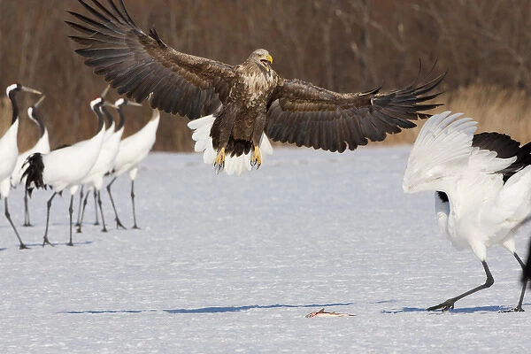 White-tailed sea eagle and Japanese cranes, Hokkaido, Japan