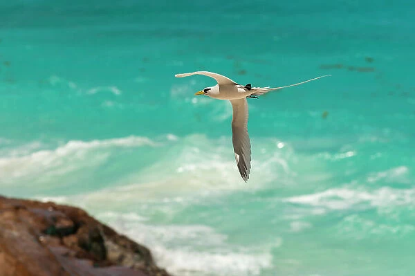 A white-tailed, or yellow-billed tropicbird, Phaethon lepturus, in flight over clear blue water. Fregate Island, Seychelles