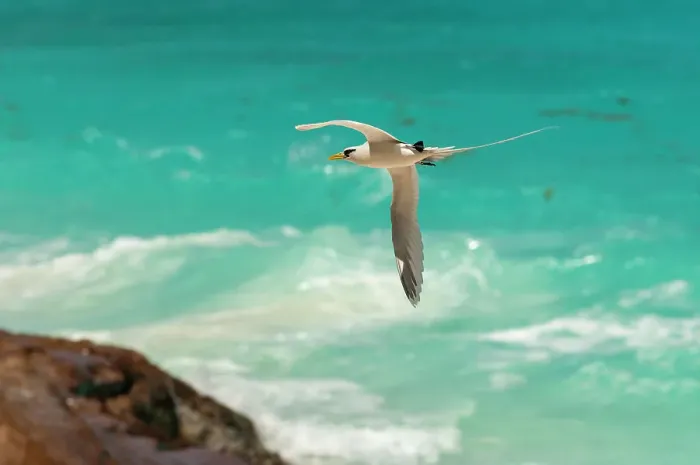Framed Print : A white-tailed, or yellow-billed tropicbird, Phaethon lepturus, in flight over clear blue water. Fregate Island, Seychelles