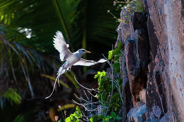 A white-tailed, or yellow-billed tropicbird, Phaethon lepturus, in flight approaching its nest on a cliff. Fregate Island, Seychelles