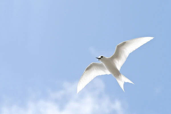 White Tern (Gygis alba rothschildi) in flight
