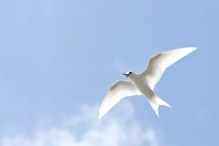 Framed Print : White Tern (Gygis alba rothschildi) in flight Framed Print : White Tern (Gygis alba rothschildi) in flight