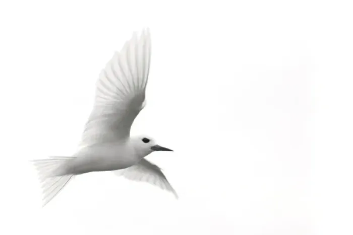 Framed Print : White Tern (Gygis alba rothschildi) in flight Framed Print : White Tern (Gygis alba rothschildi) in flight