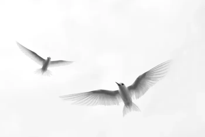 Framed Print : White Tern (Gygis alba rothschildi) in flight Framed Print : White Tern (Gygis alba rothschildi) in flight