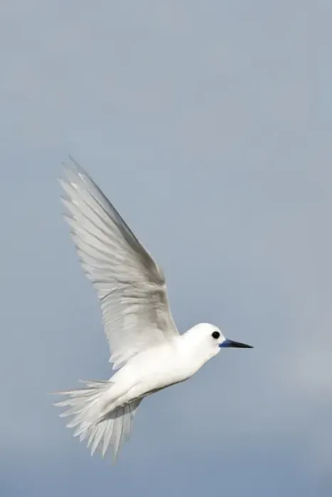 Framed Print : White Tern (Gygis alba rothschildi) in flight Framed Print : White Tern (Gygis alba rothschildi) in flight