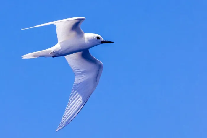 Framed Print : White Tern in Hawaiian a Manu-o-Ku in flight. Waikiki Framed Print : White Tern in Hawaiian a Manu-o-Ku in flight. Waikiki
