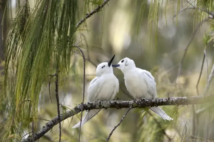 Framed Print : White Terns (Gygis alba rothschildi) courting