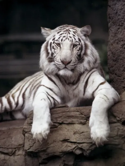 Framed Print : White tiger on loan at the Sacramento Zoo Framed Print : White tiger on loan at the Sacramento Zoo