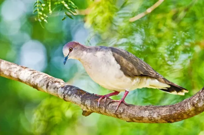 Framed Print : White-tipped Dove (Leptotila verreauxi) adult in mesquite tree, south Texas, USA Framed Print : White-tipped Dove (Leptotila verreauxi) adult in mesquite tree, south Texas, USA