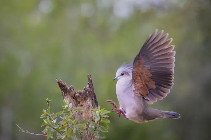 Framed Print : White-tipped dove (Leptotila verreauxi) landing on stump