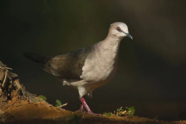 White-tipped Dove (Leptotila virreauxi) emerginf from shadows in south Texas