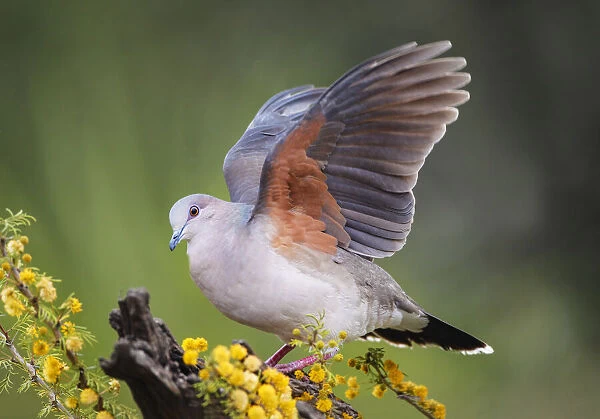 White-tipped dove stretching wings