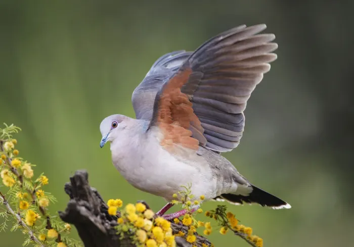 Framed Print : White-tipped dove stretching wings