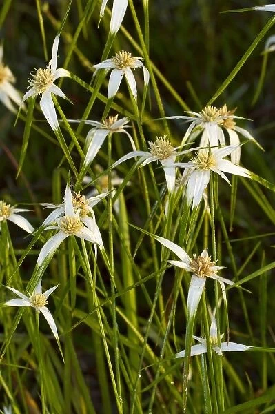 White tops, Star rush (Rhynchospora colorata), Kissimmee Prairie Preserve State Park