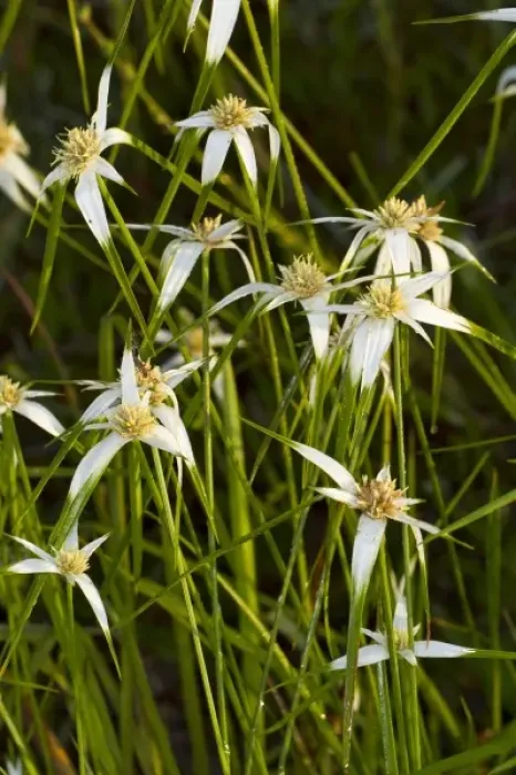 Framed Print : White tops, Star rush (Rhynchospora colorata), Kissimmee Prairie Preserve State Park