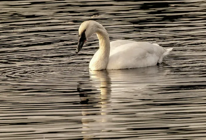 Framed Print : White trumpeter swan, Juanita Bay Park, Washington State, Usa. Kirkland