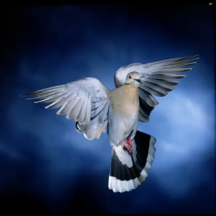 Framed Print : White Winged Dove, Imokalee Florida, bpfriel a 2003, #00757, High speed flash effective