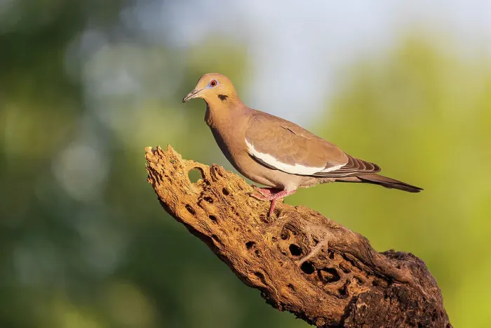 Framed Print : White-winged Dove, Pima County, Arizona Framed Print : White-winged Dove, Pima County, Arizona