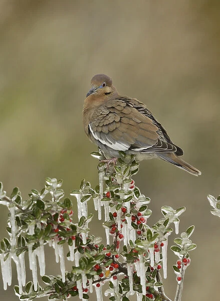 White-winged Dove (Zenaida asiatica), adult perched on icy branch of Yaupon Holly (Ilex vomitoria)