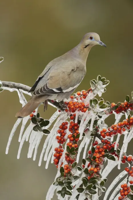 Framed Print : White-winged Dove (Zenaida asiatica), adult perched on icy branch of Yaupon Holly (Ilex vomitoria) Framed Print : White-winged Dove (Zenaida asiatica), adult perched on icy branch of Yaupon Holly (Ilex vomitoria)