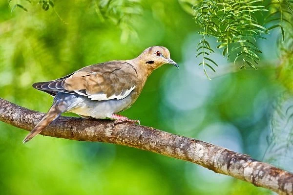 White-winged Dove (Zenaida asiatica) adult, perched in mesquite tree, south Texas, USA