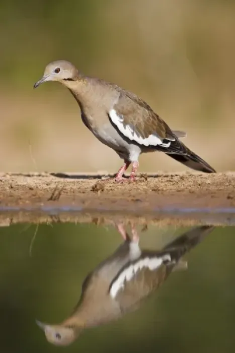 Framed Print : White-winged Dove (Zenaida asiatica) adult on ground foraging for seeds, south Texas, USA